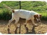 Adopt Greta a Australian Cattle Dog (Blue Heeler) Labrador Retri
