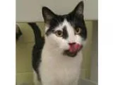 Adopt Paddy a All Black Domestic Shorthair  Mixed cat in Norfolk