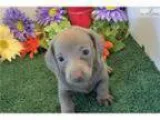 Owen ADOPTED