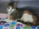 Adopt Samantha Sparklepants FREE TO ADOPT a Torbie Calico