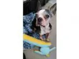 Adopt Elvis Gay a Boston Terrier