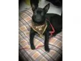 Adopt Piper a Black German Shepherd Dog  Mixed dog in cleveland 