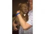 Adopt Penny a American Pit Bull Terrier  Mixed dog in Greensboro