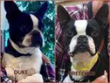 Adopt Gretchen and Duke a Black - with White Boston Terrier  Mix