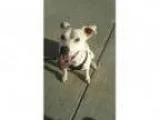 Adopt Stella a Dalmatian