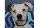Adopt Maverick a White - with Brown or Chocolate American Pit Bu