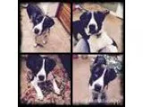 Adopt Sampson a Border Collie