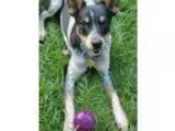 Adopt Danny a Australian Cattle Dog (Blue Heeler) Jack Russell T