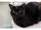 Adopt NELSON a Havana Brown  Mixed cat in Pt. Richmond CA (15171