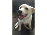 Adopt Lab Mix Puppies Girls and Boys a Black Labrador Retriever