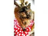 Adopt Terry a Domestic Medium Hair