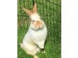Adopt Skipper a White American  Mixed (medium coat) rabbit in Ne