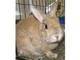 Adopt Rabbit 7 12 years Spayed female a Domestic Shorthair  Mixe
