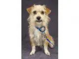Adopt SERGE-PLAYFUL a Jack Russell Terrier Poodle