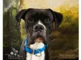 Adopt Bentley a Black - with White Boxer  Mixed dog in Ottawa KS