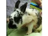 Adopt Thumper a White OtherUnknown  Mixed (short coat) rabbit in