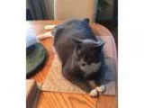Adopt Jackson a Gray or Blue (Mostly) Domestic Shorthair (short 