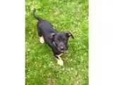 Adopt Roxy a Catahoula Leopard Dog