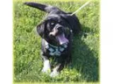 Adopt BREEZE a Black - with Brown Red Golden Orange or Chestnut 