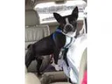 Adopt Mack Lake a Brindle - with White Boston Terrier  Mixed dog