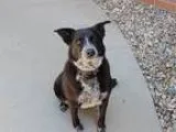 Adopt Jamie a Black - with Gray or Silver Labrador Retriever  Bl