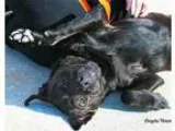 Adopt Dodger a Labrador Retriever Chow Chow