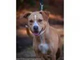 Adopt Porter a Labrador Retriever Collie