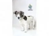 Adopt Jenessa a Basset Hound Beagle Mixed dog in Knoxville TN