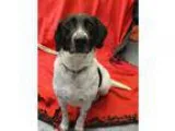 Adopt Maverick a Pointer German Shepherd Dog