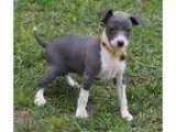 Prudent Italian Greyhound Pups