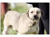 Adopt Titus a German Shepherd Dog Husky