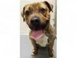 Adopt ADOPTED Rebel (Plainfield) a American Staffordshire Terrie