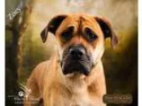 Adopt Zoey a TanYellowFawn - with Black Boxer  Mixed dog in Otta