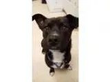 Adopt Polo a Terrier