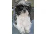 Adopt Ethan a Black - with White Shih Tzu  Japanese Chin  Mixed 