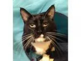Adopt Hank a Domestic Short Hair-black and white