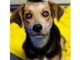 Adopt Dakota a BrownChocolate - with Black Terrier (Unknown Type