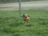 Adopt Duchess a German Shepherd Dog Mixed dog in Warsaw IN (