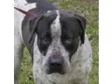 Adopt Alex a Cattle Dog Hound