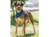 Adopt JEHTRO a BrownChocolate - with White Shepherd (Unknown Typ