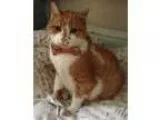 looking to rent