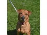 Adopt Milan a Shar Pei  Dachshund  Mixed dog in Delaware OH (153