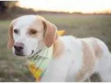Adopt Bonnie a Hound
