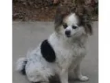 Looking for small dog to spoil - Price: Free
