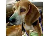 Adopt Kelly a Beagle