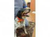 Adopt Timothy a Cattle Dog Beagle