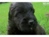 Jax - Large Black AKC Bouvier Puppy