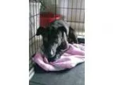 Adopt Shadow a Dachshund Corgi