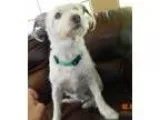 Adopt Abby a Jack Russell Terrier