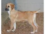 Adopt Riddle a RedGoldenOrangeCh estnut Shepherd (Unknown Type) 